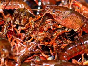 「W杯名物」で中国が用意も…2.5トンも送った「あるもの」が行方不明？ 画像