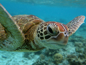 高橋光成、石垣島の海でシュノーケリング中にウミガメと遭遇 画像