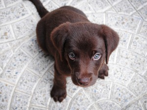 今日の練習は「子犬と遊ぶ」こと？サンフランシスコ・ジャイアンツのロッカーがモフモフ天国に 画像