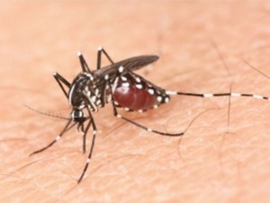 デング熱ってどんな病気? 症状や特徴、予防法など 画像