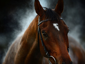 【競馬】チャンピオンズC　GI2番人気の『ルメール騎手』は買いか？切りか？ 画像