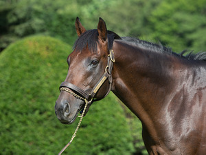 【競馬】04年ダービー馬・キングカメハメハ、JRA顕彰馬にわずか13票届かず 画像