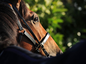 【札幌記念／穴馬アナライズ】前日オッズ16倍前後の伏兵馬　好枠を味方に「勝ち負け必須」 画像