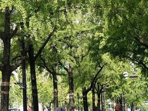 御堂筋での自転車専用道路PRイベント参加者募集中 画像