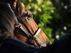 【エリ女王杯／関係者の声】ハーパー、友道師「内回りより外回りコースのほうが競馬はしやすい」 画像