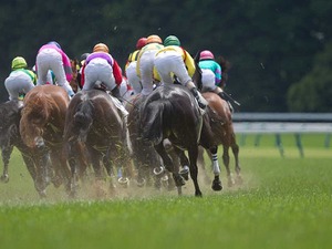 【朝日杯FS／馬場情報】土曜芝は「限りなく良」　“馬場読み”に長けた2人の騎手に注目 画像