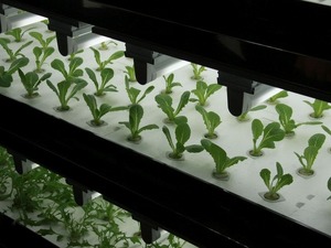【シーテック14】東芝は野菜も作る！11月から購入可能 画像