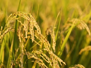 【礒崎遼太郎の農輪考】手刈り&はさがけ、稲刈りは決して一人では終わらない 画像