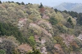 桜咲く吉野山へお花見サイクリングが4月開催 画像