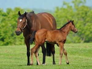 【セレクトセール2025】「最後のメイクに時間が……」「アンチエイジングがボーナスツール」　今年もオークショニアの名文句に注目 画像