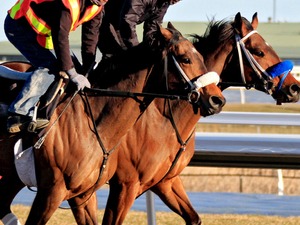 【根岸S／穴ライズ】やたらと相性が良い「得意条件」で急浮上　馬券外続く単勝“6人気”前後に軽視禁物の評価 画像