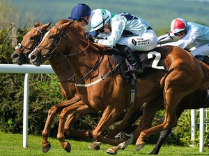 【阪神大賞典／穴ライズ】1人気想定アドマイヤテラと双璧の実績ながら……不当評価の妙味が「走り頃」 画像