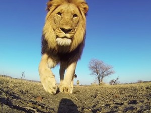 GoProでムツゴロウさんの目線! 画像