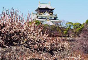 梅林を見に行こう！　関西最大級の大阪城梅林が見頃 画像
