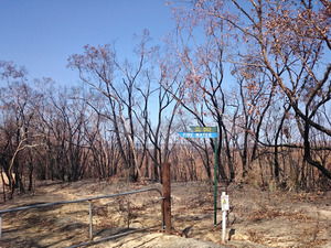 ツアー・ダウンアンダーをきっかけに人集め…地域総出で森林火災の被災サポート 画像