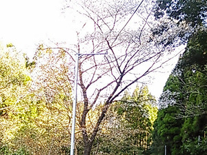 【南日本グルメライド】ヤマザクラは満開！しかし花より団子のグルメライド！ 画像