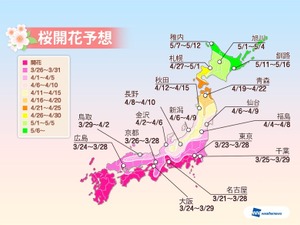 春の陽気復活で開花ラッシュ！東京・名古屋・大阪は今週末に見頃に 画像