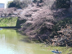 都内の桜、見頃は来週か!? 皇居近くの千鳥ヶ淵はまだ蕾も 画像