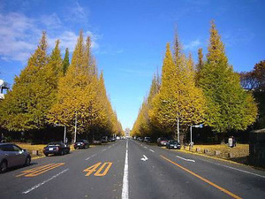 バイシクルナビが1月6日に神宮外苑で企画取材を開催 画像