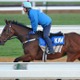 【オークス／追い切り診断】最高評価「S」はエンブロイダリーかアルマヴェローチェか　僚馬近寄らせず「鬼気迫る姿」に良化ぶり明らか 画像