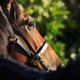 【宝塚記念／危険な人気馬】レガレイラにローテ＆血統の”勝率0%データ”　「歴史的名馬も成し得なかった高い壁」 画像