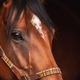 【天皇賞春／穴ライズ】前走敗因は明確ながら「不当評価」　3強一角崩しの候補は前日オッズ“40倍以上”の盲点 画像
