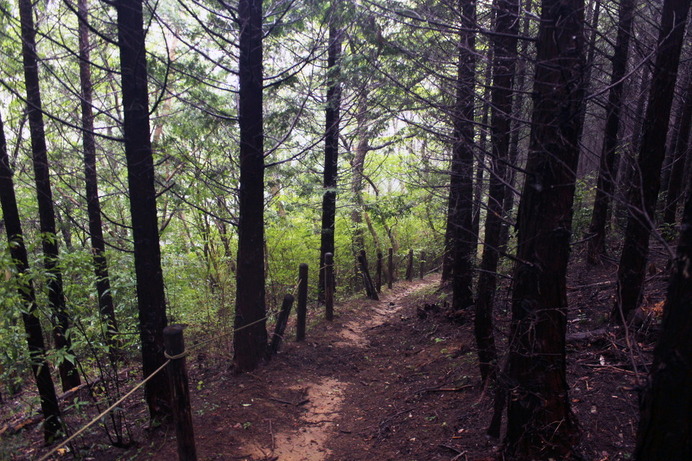 登山道１。歩きやすく整備されていた。