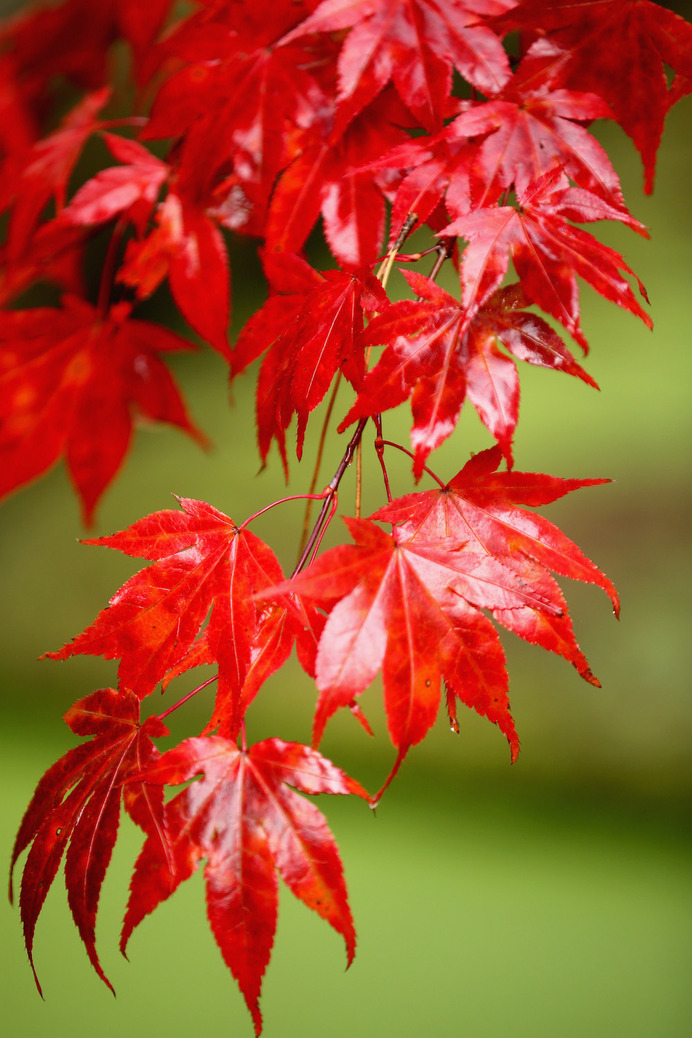 紅葉 イメージ