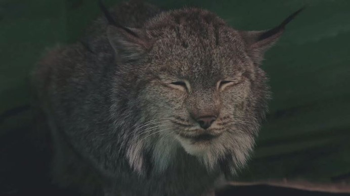 ライオンやワニがウトウト…リカバリーウエアを動物が着たら