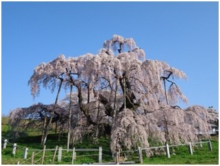 福島県の三春滝桜