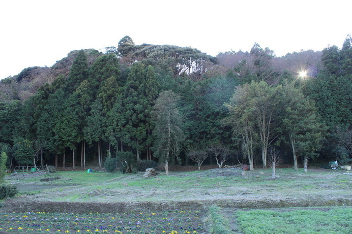 近くから見た丸山。山というか、森というか、林だ