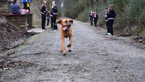 ハーフマラソンで7位入賞したのは、散歩中の犬だった