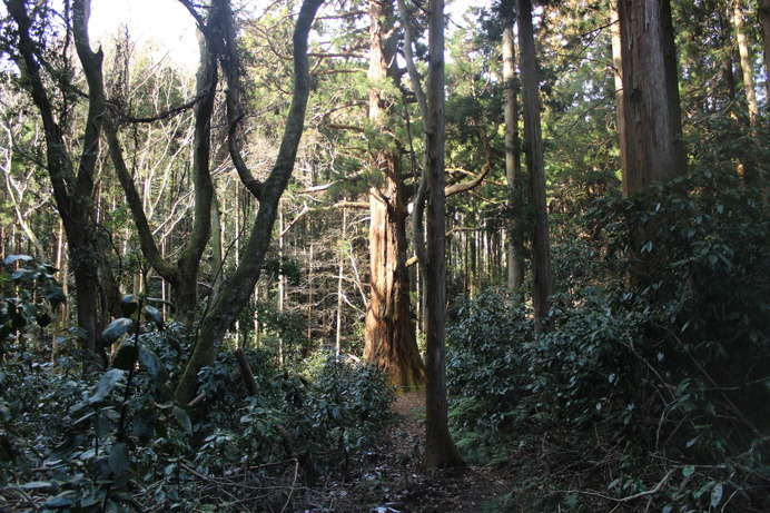 偉大な翁杉は、周囲の樹木と比べるとその異彩さが際立つ。