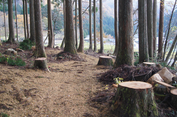 福井県に日本最大級の冒険の森誕生「ツリーピクニックアドベンチャーいけだ」4月オープン