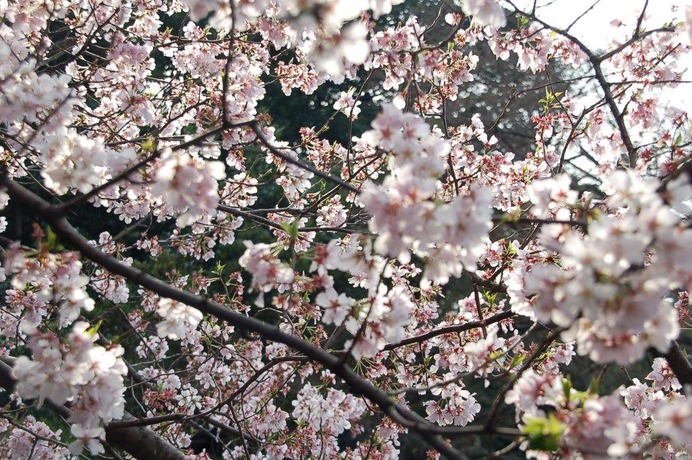 新宿御苑で桜を見るならこの3本！…オフィスに飽きたら桜の下で仕事しよう