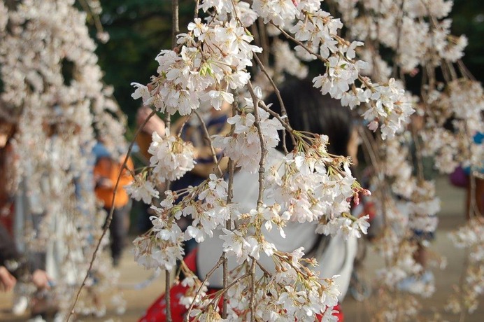 新宿御苑で桜を見るならこの3本！…オフィスに飽きたら桜の下で仕事しよう