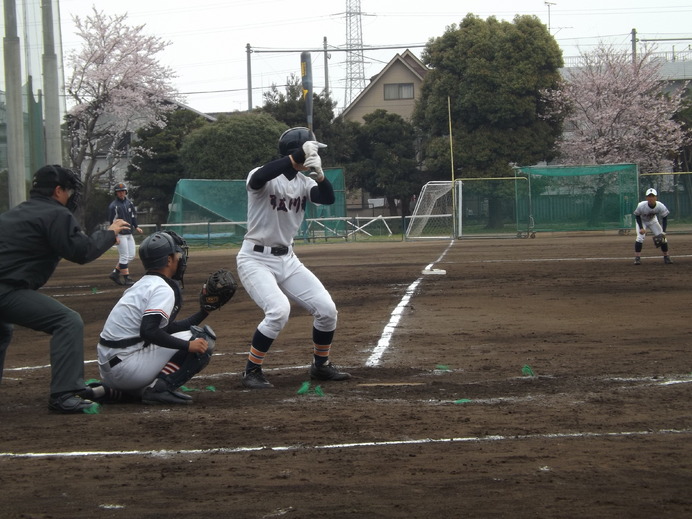 春４月ならではの満開の花をつけた桜木と高校野球