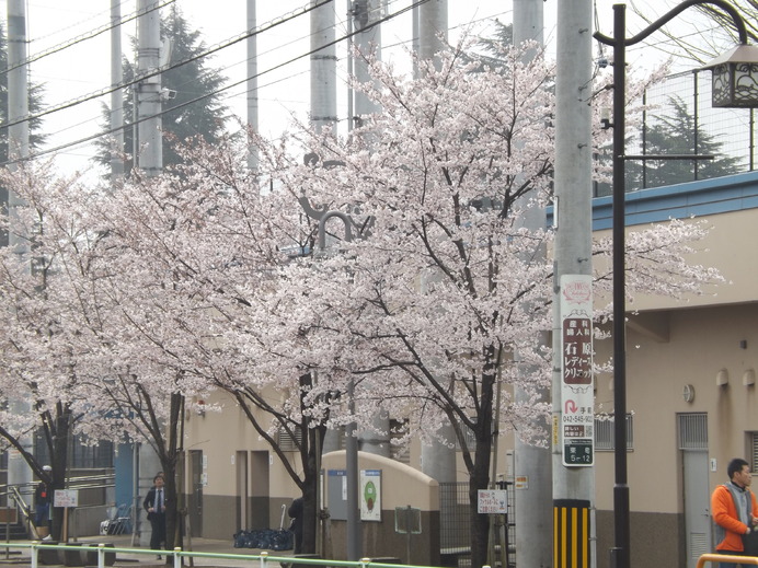 昭島球場周辺の桜も満開