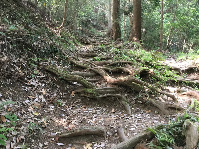 木の根が地表に現れて、木の根の道を作り出していた。