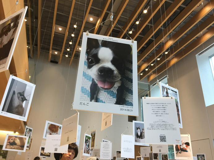 保護犬・保護猫がテーマの写真展「みんなイヌ、みんなネコ」開催