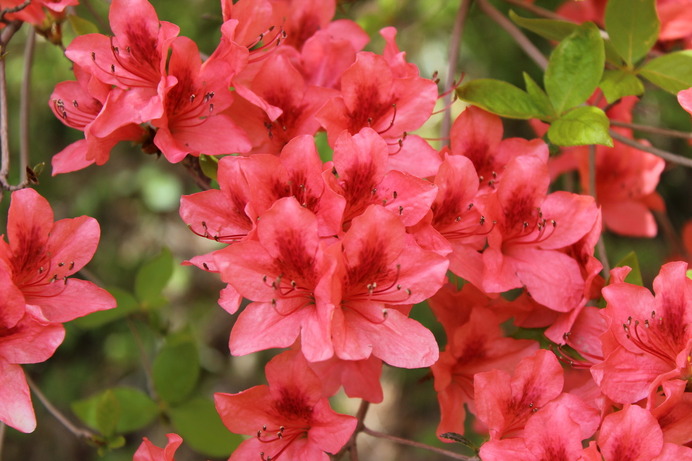 公園内だけでなく、登山道にもツツジの花は咲いていた。