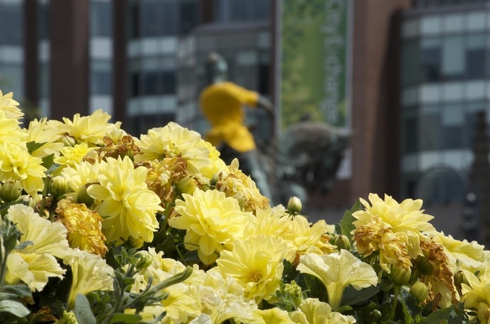 花壇にも黄色い花が