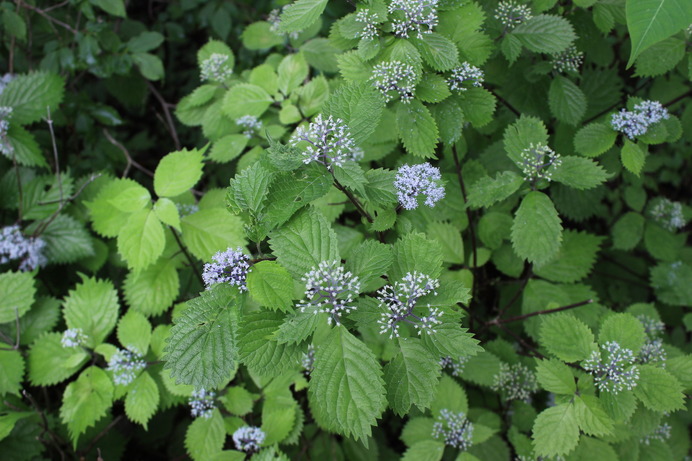 紫陽花。梅雨入り直後の登山日。季節ならでは植物に会えるのも里山ハイクの魅力のひとつ。