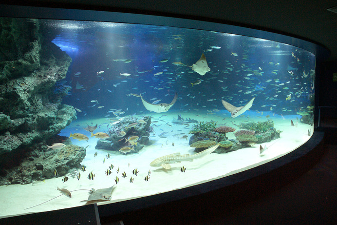 女性限定ヨガレッスン「水族館ヨガ」がサンシャイン水族館で開催