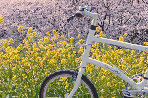 「桜とDAHON」