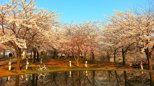 「桜とDAHON」