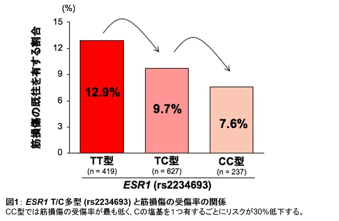 スポーツ選手の肉離れなどの筋損傷リスクに関連する遺伝要因を解明…順天堂大学