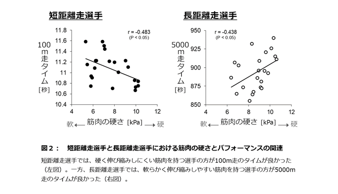 アスリートの筋肉の硬さが競技パフォーマンスに影響…順天堂