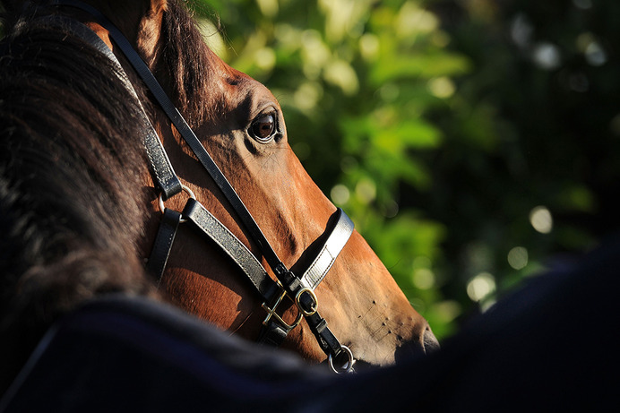 【競馬】アルゼンチン共和国杯のハンデ55キロに“盲点”が潜む