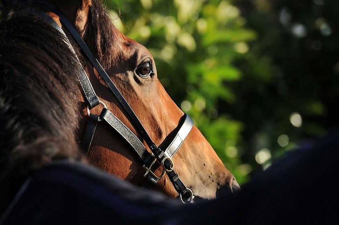 【京都牝馬S／穴ライズ】惨敗続きの穴馬に”妙味”　条件好転で「軽視できない存在」